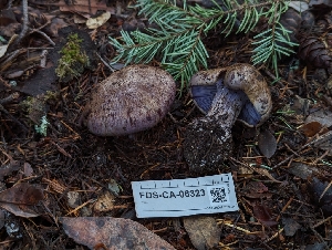  ( - FDS-CA-06323)  @11 [ ] by-nc (2024) Warren Cardimona Fungal Diversity Survey