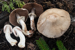  ( - FDS-CA-08467)  @11 [ ] by-nc (2025) Dean Lyons Fungal Diversity Survey