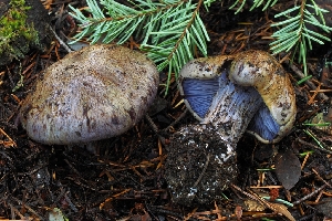  ( - FDS-CA-06323)  @11 [ ] by-nc (2024) Warren Cardimona Fungal Diversity Survey