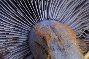  ( - FDS-CA-06323)  @11 [ ] by-nc (2024) Warren Cardimona Fungal Diversity Survey
