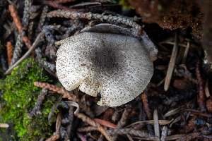  ( - FDS-CA-08465)  @11 [ ] by-nc (2025) Dean Lyons Fungal Diversity Survey
