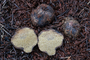  ( - FDS-CA-08417)  @11 [ ] by-nc (2025) Dean Lyons Fungal Diversity Survey