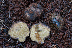  ( - FDS-CA-08417)  @11 [ ] by-nc (2025) Dean Lyons Fungal Diversity Survey