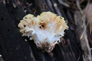 (Ramaria sp. CA04 - FDS-CA-08728)  @11 [ ] c (2025) Marinna Grijalva Fungal Diversity Survey