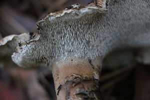  (Hydnellum illudens - FDS-CA-08729)  @11 [ ] c (2025) Marinna Grijalva Fungal Diversity Survey