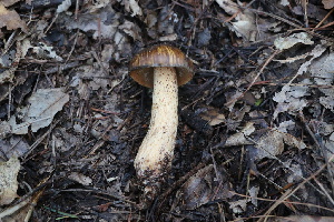  ( - FDS-CA-08730)  @11 [ ] c (2025) Marinna Grijalva Fungal Diversity Survey
