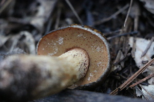  ( - FDS-CA-08730)  @11 [ ] c (2025) Marinna Grijalva Fungal Diversity Survey