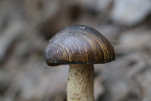  ( - FDS-CA-08730)  @11 [ ] c (2025) Marinna Grijalva Fungal Diversity Survey