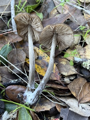  ( - FDS-CA-08425)  @11 [ ] by-nc (2025) Dean Lyons Fungal Diversity Survey