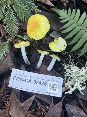  ( - FDS-CA-08426)  @11 [ ] by-nc (2025) Dean Lyons Fungal Diversity Survey