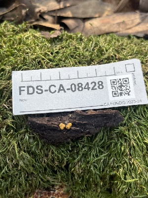  ( - FDS-CA-08428)  @11 [ ] by-nc (2025) Dean Lyons Fungal Diversity Survey