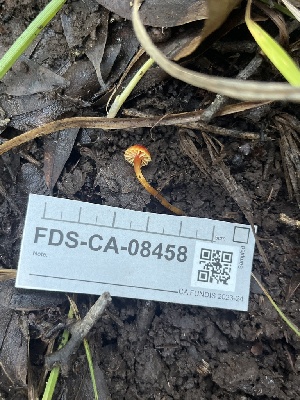  ( - FDS-CA-08458)  @11 [ ] by-nc (2025) Dean Lyons Fungal Diversity Survey