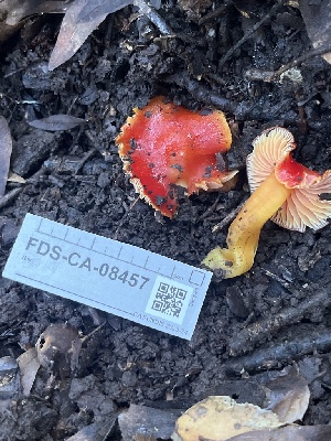  ( - FDS-CA-08457)  @11 [ ] by-nc (2025) Dean Lyons Fungal Diversity Survey