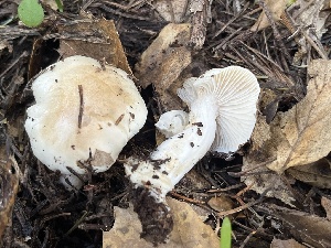  ( - FDS-CA-08455)  @11 [ ] by-nc (2025) Dean Lyons Fungal Diversity Survey