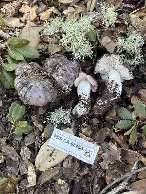  ( - FDS-CA-08454)  @11 [ ] by-nc (2025) Dean Lyons Fungal Diversity Survey