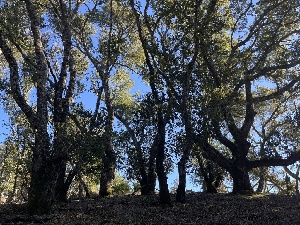  ( - FDS-CA-08454)  @11 [ ] by-nc (2025) Dean Lyons Fungal Diversity Survey
