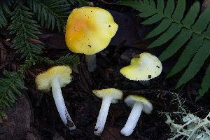  ( - FDS-CA-08426)  @11 [ ] by-nc (2025) Dean Lyons Fungal Diversity Survey
