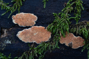  (Hypoxylon sp. crocopeplum-CA01 - FDS-CA-08427)  @11 [ ] by-nc (2025) Dean Lyons Fungal Diversity Survey