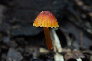  (Hygrocybe sp. CA08 - FDS-CA-08458)  @11 [ ] by-nc (2025) Dean Lyons Fungal Diversity Survey