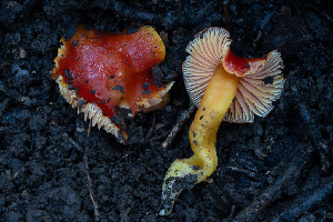  (Hygrocybe sp. CA12 - FDS-CA-08457)  @11 [ ] by-nc (2025) Dean Lyons Fungal Diversity Survey