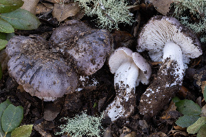  ( - FDS-CA-08454)  @11 [ ] by-nc (2025) Dean Lyons Fungal Diversity Survey