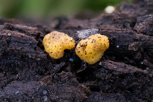  (Endogone sp. CA03 - FDS-CA-08428)  @11 [ ] by-nc (2025) Dean Lyons Fungal Diversity Survey