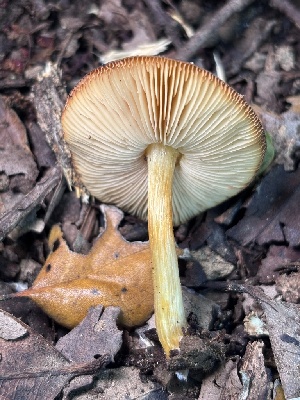  ( - FDS-CA-08198)  @11 [ ] by-nc (2025) Damon Tighe Fungal Diversity Survey