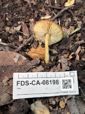  ( - FDS-CA-08198)  @11 [ ] by-nc (2025) Damon Tighe Fungal Diversity Survey