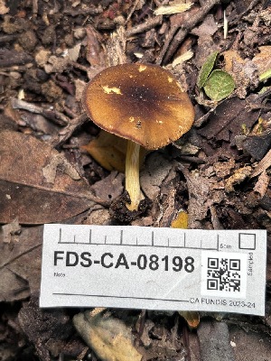  ( - FDS-CA-08198)  @11 [ ] by-nc (2025) Damon Tighe Fungal Diversity Survey