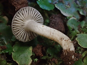  (Dermoloma sp. CA01 - FDS-CA-08204)  @11 [ ] by-nc (2025) Damon Tighe Fungal Diversity Survey