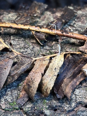  ( - FDS-CA-08207)  @11 [ ] by-nc (2025) Damon Tighe Fungal Diversity Survey