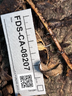  ( - FDS-CA-08207)  @11 [ ] by-nc (2025) Damon Tighe Fungal Diversity Survey