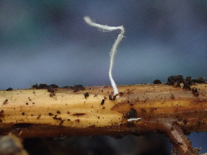  ( - FDS-CA-08207)  @11 [ ] by-nc (2025) Damon Tighe Fungal Diversity Survey