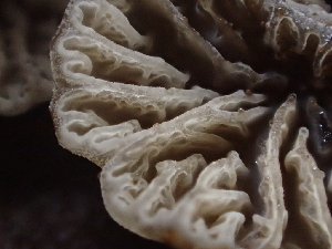  ( - FDS-CA-08211)  @11 [ ] by-nc (2025) Damon Tighe Fungal Diversity Survey