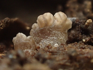  ( - FDS-CA-08211)  @11 [ ] by-nc (2025) Damon Tighe Fungal Diversity Survey