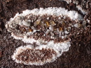  (Nemania sp. CA02 - FDS-CA-08212)  @11 [ ] by-nc (2025) Damon Tighe Fungal Diversity Survey