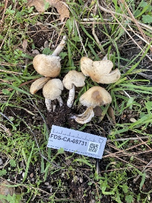  (Psathyrella rogueiana - FDS-CA-08731)  @11 [ ] c (2025) Marinna Grijalva Fungal Diversity Survey