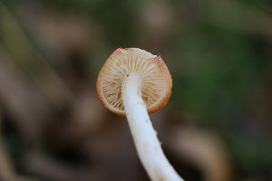  (Hygrophorus sp. CA08 - FDS-CA-08735)  @11 [ ] c (2025) Marinna Grijalva Fungal Diversity Survey