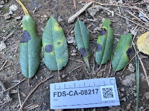  (Typhula sp. CA05 - FDS-CA-08217)  @11 [ ] by-nc (2025) Damon Tighe Fungal Diversity Survey