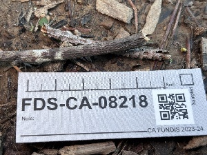  ( - FDS-CA-08218)  @11 [ ] by-nc (2025) Damon Tighe Fungal Diversity Survey