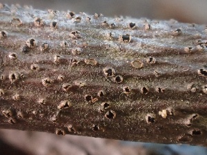  ( - FDS-CA-08218)  @11 [ ] by-nc (2025) Damon Tighe Fungal Diversity Survey