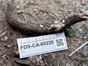  ( - FDS-CA-08220)  @11 [ ] by-nc (2025) Damon Tighe Fungal Diversity Survey