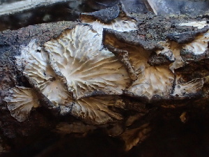  (Hohenbuehelia cyphelliformis - FDS-CA-08220)  @11 [ ] by-nc (2025) Damon Tighe Fungal Diversity Survey