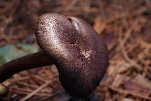  ( - FDS-CA-05496)  @11 [ ] by-nc (2025) Unspecified Fungal Diversity Survey