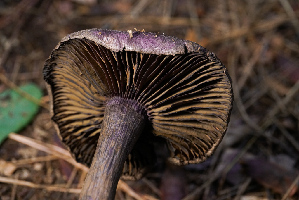  ( - FDS-CA-05496)  @11 [ ] by-nc (2025) Unspecified Fungal Diversity Survey