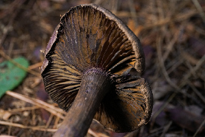  ( - FDS-CA-05496)  @11 [ ] by-nc (2025) Unspecified Fungal Diversity Survey