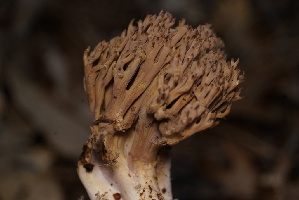  ( - FDS-CA-05500)  @11 [ ] by-nc (2025) Unspecified Fungal Diversity Survey