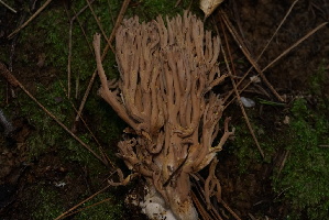  ( - FDS-CA-05500)  @11 [ ] by-nc (2025) Unspecified Fungal Diversity Survey
