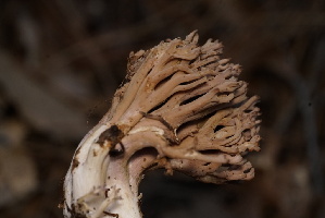  ( - FDS-CA-05500)  @11 [ ] by-nc (2025) Unspecified Fungal Diversity Survey