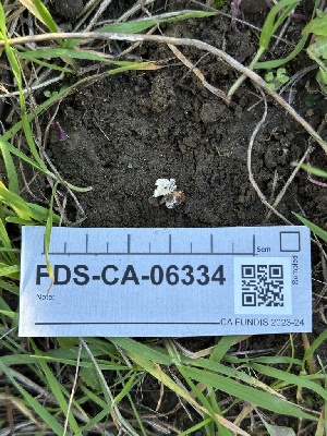  ( - FDS-CA-06334)  @11 [ ] by-nc (2025) Taye Bright Fungal Diversity Survey